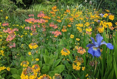 flowers from the botanic gardens