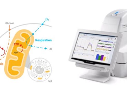 LHS image is schematic illustration of mitochondrial metabolism. RHS of image is a photograph of a Seahorse XFe 24 analyser with PC